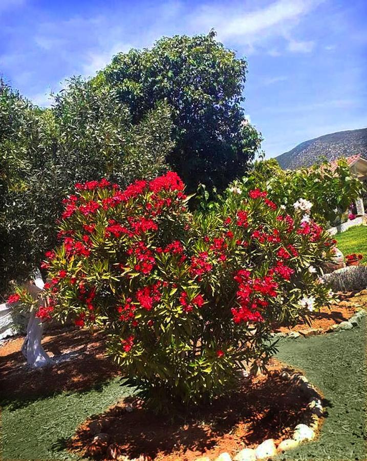 Villa Aelia - A Peaceful And Private Place Αργοστόλι Εξωτερικό φωτογραφία